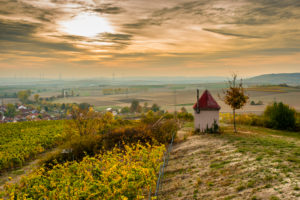autumn evening mood in the vineyards of Rheinhessen, golden October makes colorful vines near Sulzheim, seen from the Schildberg tower, autumn evening mood in the vineyards of Rheinhessen, golden October makes colorful vines near Sulzheim, seen from the Schildberg tower,